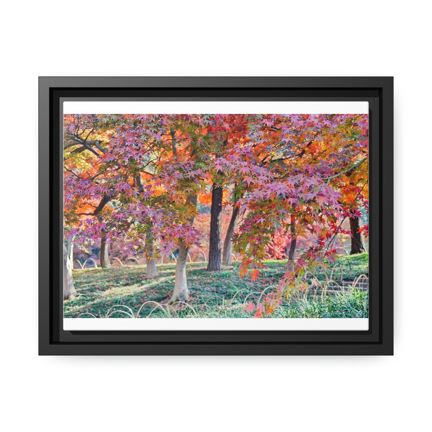 Sun-kissed Foliage" - Vibrant Framed Canvas Wall Art of Colourful Leaves on Trees in Sunlight