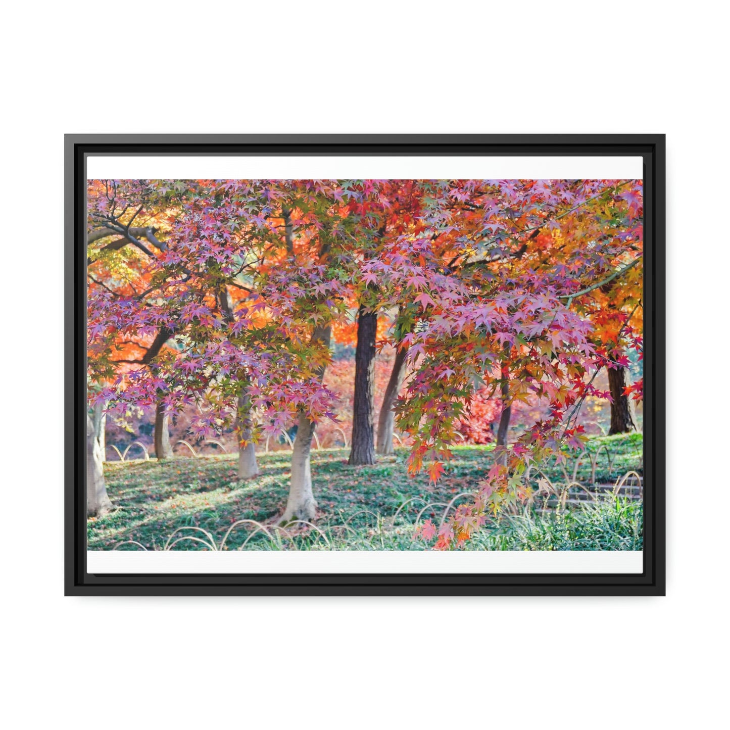 Sun-kissed Foliage" - Vibrant Framed Canvas Wall Art of Colourful Leaves on Trees in Sunlight