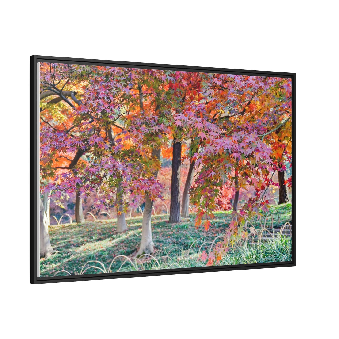 Sun-kissed Foliage" - Vibrant Framed Canvas Wall Art of Colourful Leaves on Trees in Sunlight