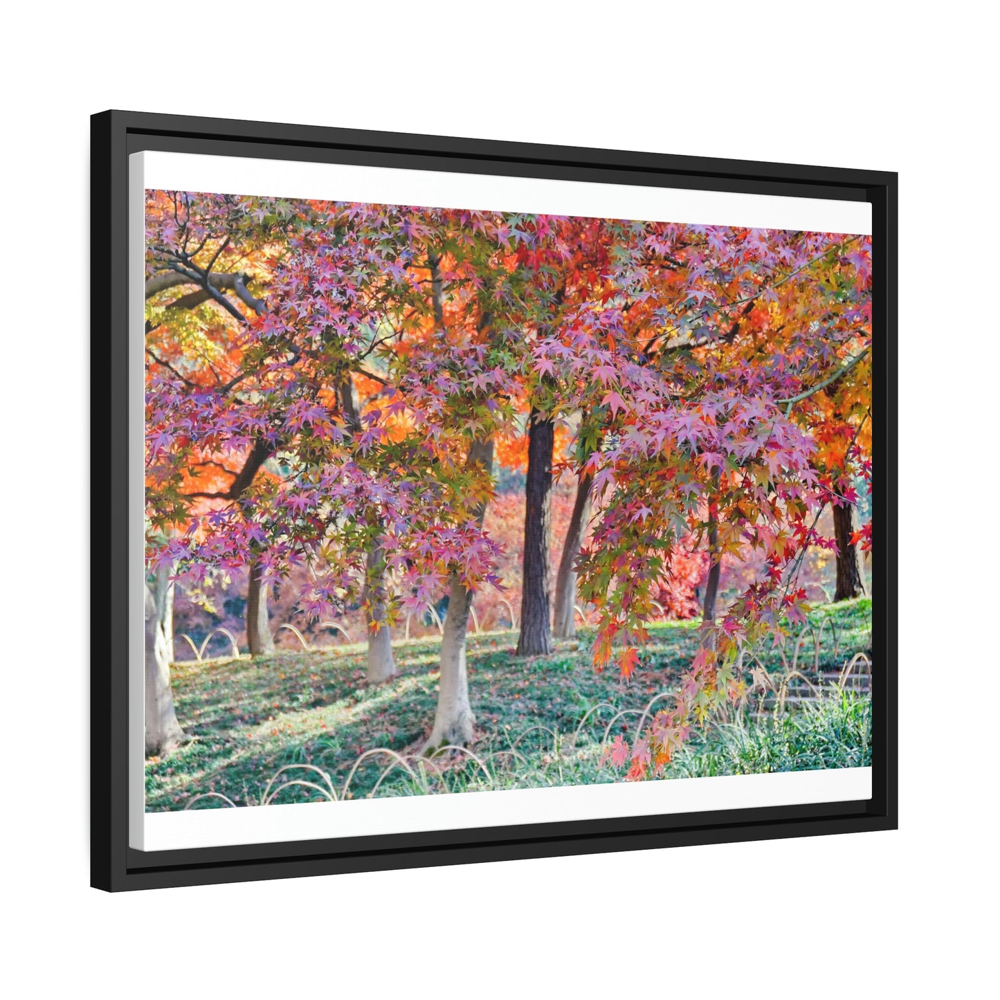 Sun-kissed Foliage" - Vibrant Framed Canvas Wall Art of Colourful Leaves on Trees in Sunlight