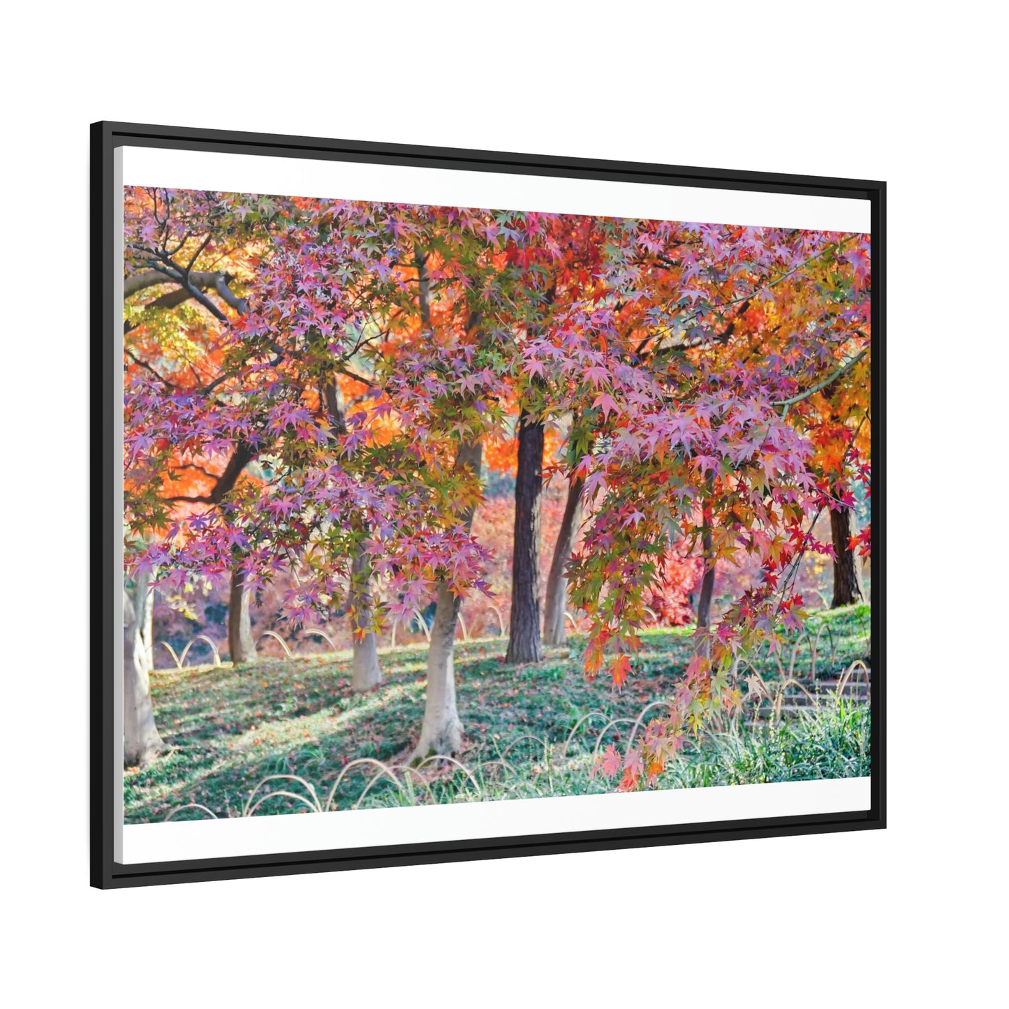 Sun-kissed Foliage" - Vibrant Framed Canvas Wall Art of Colourful Leaves on Trees in Sunlight