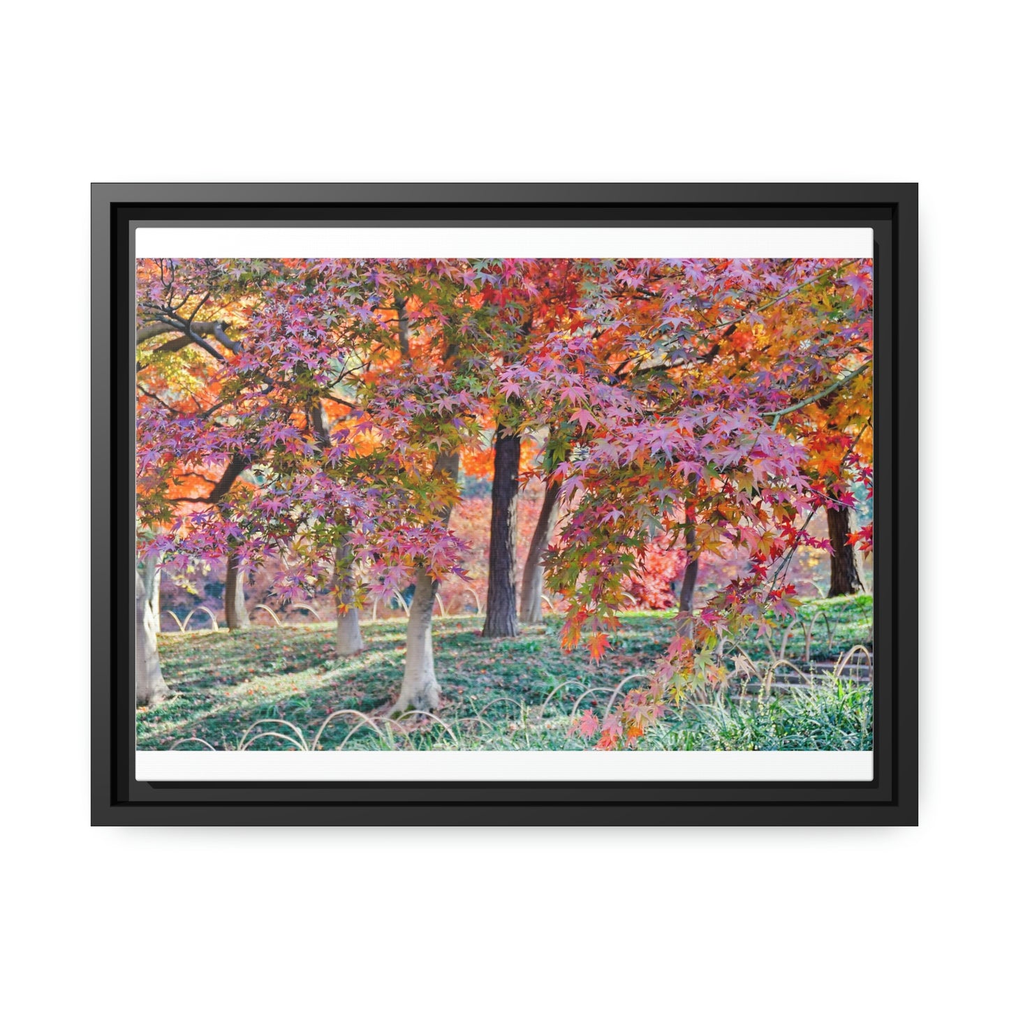 Sun-kissed Foliage" - Vibrant Framed Canvas Wall Art of Colourful Leaves on Trees in Sunlight