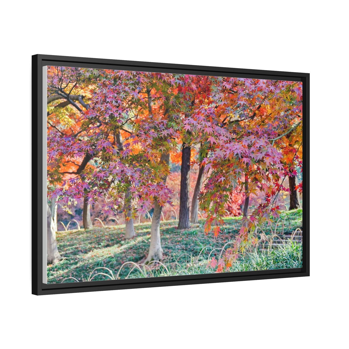 Sun-kissed Foliage" - Vibrant Framed Canvas Wall Art of Colourful Leaves on Trees in Sunlight