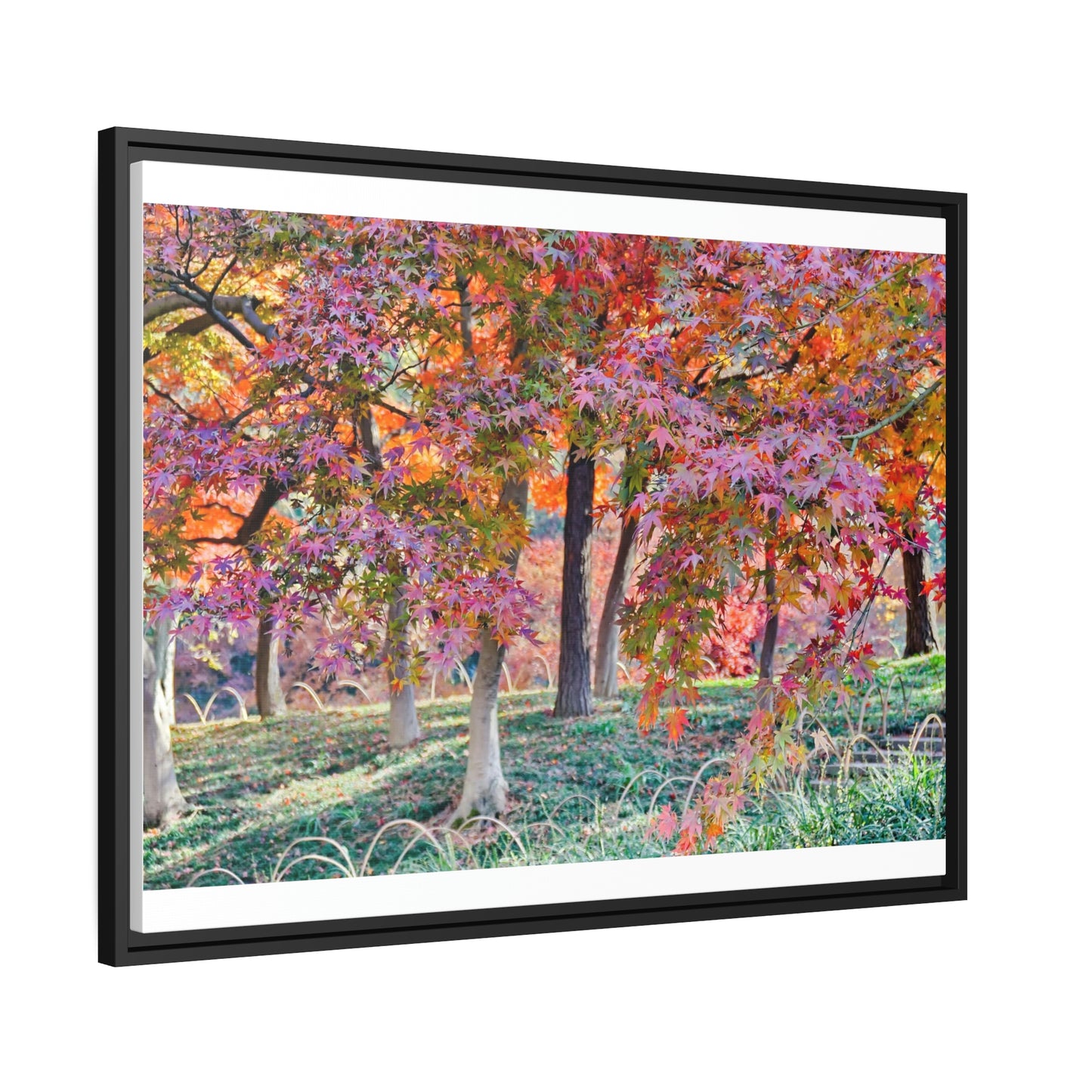 Sun-kissed Foliage" - Vibrant Framed Canvas Wall Art of Colourful Leaves on Trees in Sunlight