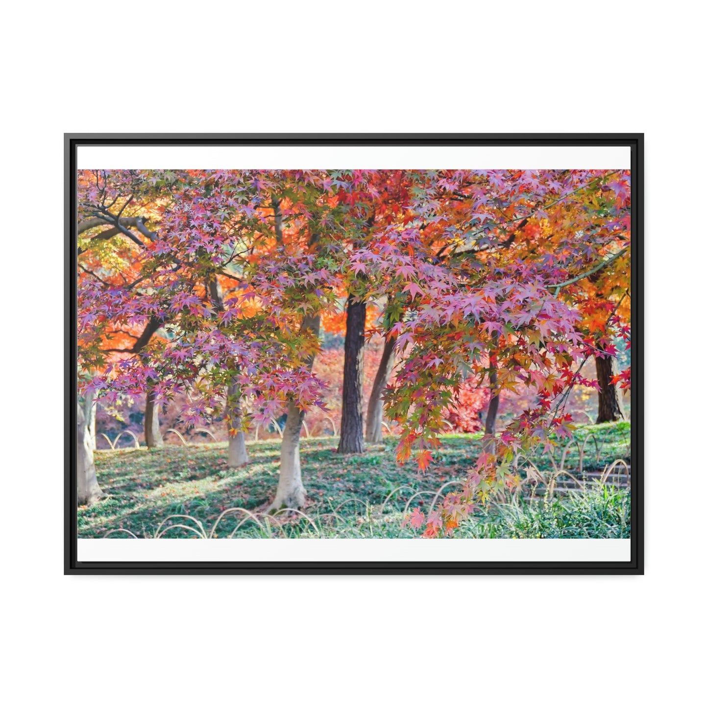 Sun-kissed Foliage" - Vibrant Framed Canvas Wall Art of Colourful Leaves on Trees in Sunlight