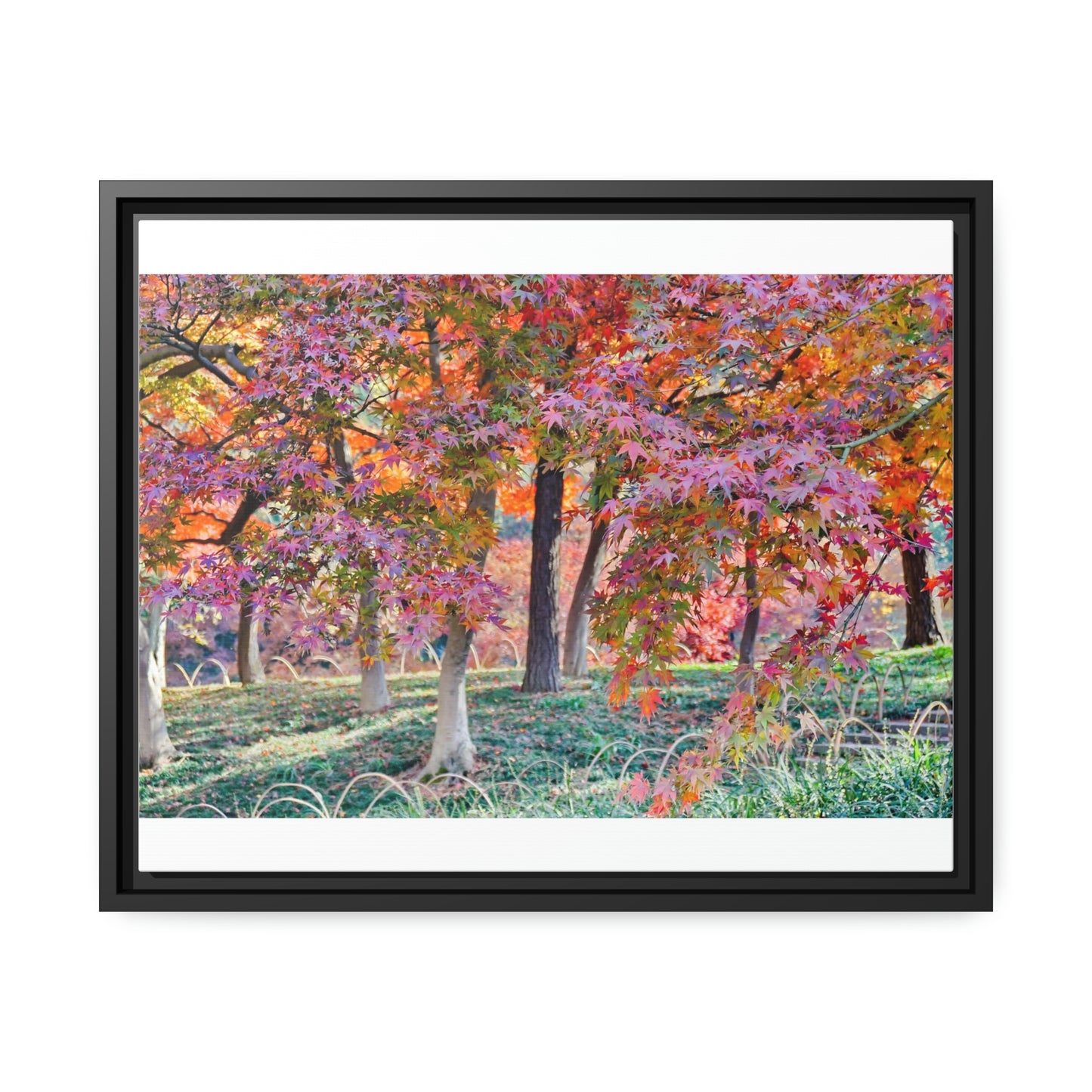 Sun-kissed Foliage" - Vibrant Framed Canvas Wall Art of Colourful Leaves on Trees in Sunlight