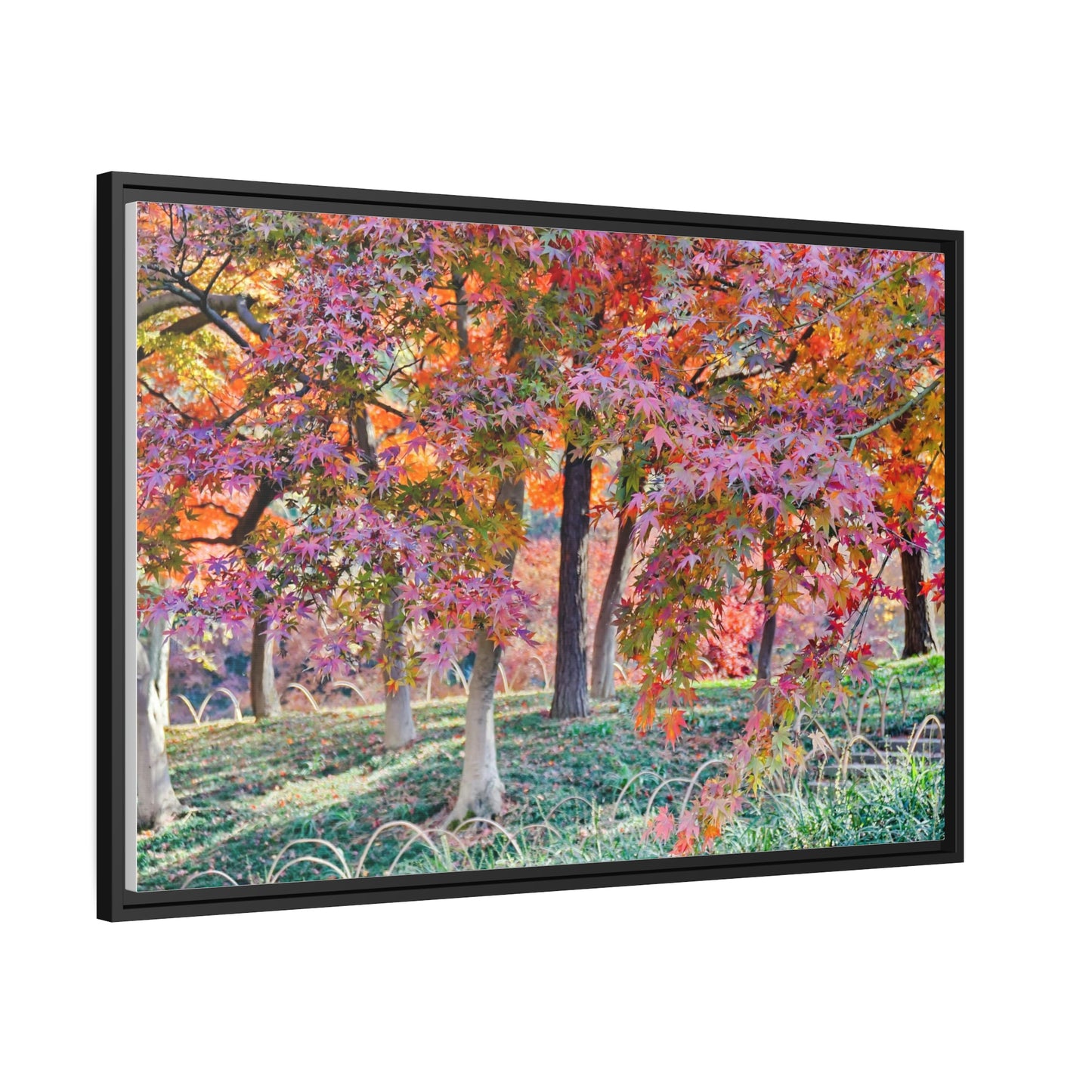 Sun-kissed Foliage" - Vibrant Framed Canvas Wall Art of Colourful Leaves on Trees in Sunlight