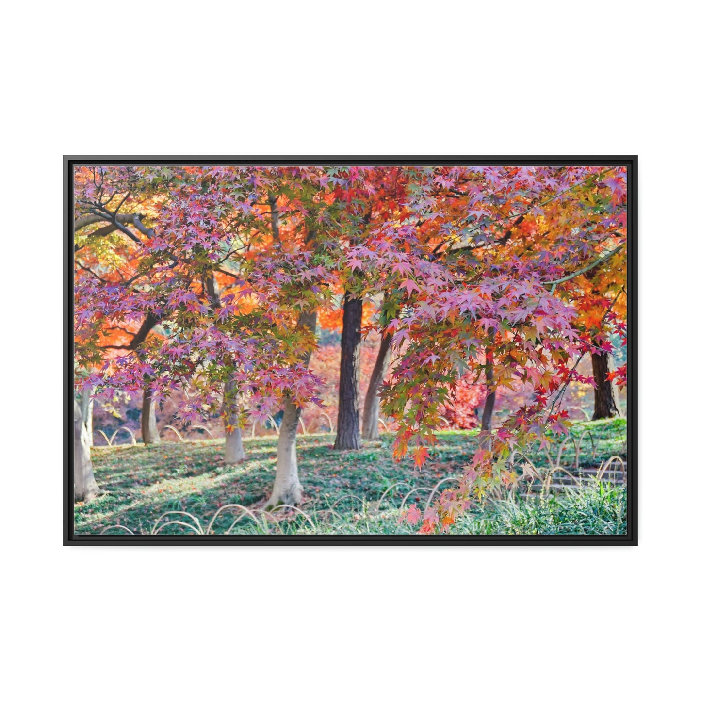 Sun-kissed Foliage" - Vibrant Framed Canvas Wall Art of Colourful Leaves on Trees in Sunlight